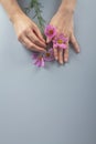 Pink flowers in women& x27;s hands as a symbol of hand care, manicure Royalty Free Stock Photo