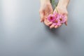 Pink flowers in women& x27;s hands as a symbol of hand care, manicure Royalty Free Stock Photo