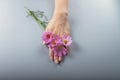 Pink flowers in women's hands as a symbol of hand care, manicure Royalty Free Stock Photo