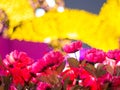 Pink Flowers with yellow bokeh background Royalty Free Stock Photo