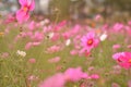 Pink flowers orange yellow Royalty Free Stock Photo