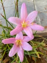 Pink flowers of Zephyranthes rosea, or Cuban zephyrlily, rose fairy lily. Royalty Free Stock Photo