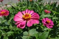 Pink flowers of Zinnia elegans Royalty Free Stock Photo