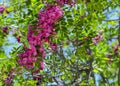 Pink Flowers at the zoo Royalty Free Stock Photo