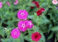 Pink flowersin the garden Royalty Free Stock Photo