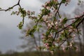 Pink flowerson an apple tree