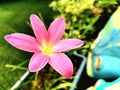 Pink flowerspink flower in garden, beautiful of nature Royalty Free Stock Photo