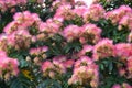 Pink fluffy flowers of mimosa Royalty Free Stock Photo