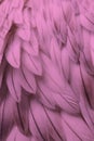 Pink fluffy feather closeup Royalty Free Stock Photo