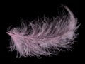 Pink isolated fluffy feather on black Royalty Free Stock Photo