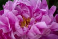 Pink and Folded Petals of a Peony Flower Create an Abstract Pattern Of Complexity and Beauty