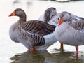 Pink footed geese Royalty Free Stock Photo