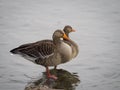Pink footed geese Royalty Free Stock Photo