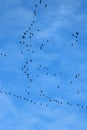 Pink footed geese, anser brachyrhynchus in flight Royalty Free Stock Photo