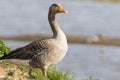 Pink footed Goose Royalty Free Stock Photo