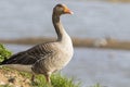 Pink footed Goose