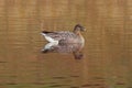 Pink-footed Goose (Anser brachyrhynchus)