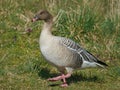 Pink-footed goose (Anser brachyrhynchus)