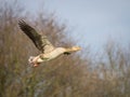Pink footed goose in flight Royalty Free Stock Photo