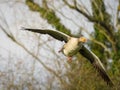 Pink footed goose in flight Royalty Free Stock Photo