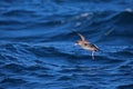 Pink-footed shearwater in flight Royalty Free Stock Photo