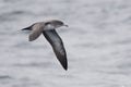 Pink-footed Shearwater, Puffinus creatopus in flight Royalty Free Stock Photo