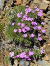 Pink forest hiking trail blooming wild flowers rocks blooms woods hike backyard garden springtime yard gardening groundcover Royalty Free Stock Photo