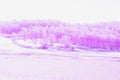 Pink forest in winter