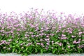 Pink forget-me-not flower border isolated