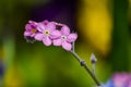 Pink forget-me-not flowers macro view