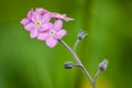 Pink forget-me-not flowers macro view