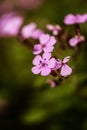 Pink forget-me-nots