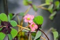 Pink four leaves clover flowers, green leafs trefoil, lucky symbol close up Royalty Free Stock Photo