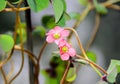 Pink four leaves clover flowers, green leafs trefoil, lucky symbol