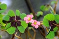 Pink four leaves clover flowers, green leafs trefoil, lucky symbol Royalty Free Stock Photo