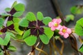 Pink four leaves clover flowers, green leafs trefoil, lucky symbol Royalty Free Stock Photo