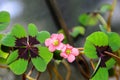 Pink four leaves clover flowers, green leafs trefoil, lucky symbol Royalty Free Stock Photo