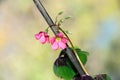 Pink four leaves clover flowers, green leafs trefoil, lucky symbol Royalty Free Stock Photo