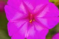 Pink Four O Clock Blossom Blooming Macro