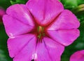 Pink Four O Clock Blossom Blooming Macro