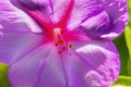 Pink Four O Clock Blossom Blooming Macro