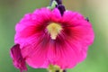 Pink Fower Blossom Makro colorfull isolated