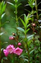 Pink Foxglove Royalty Free Stock Photo