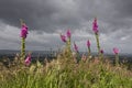 Pink Foxglove, Dramatic Sky Royalty Free Stock Photo