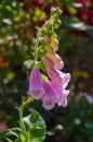 Pink foxglove flower with open blossoms and buds