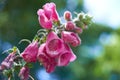 pink foxglove flower plant blooming, bubble bokeh Royalty Free Stock Photo