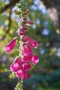 pink foxglove flower plant blooming close-up Royalty Free Stock Photo