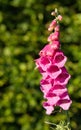 Pink foxglove flower in a summer garden Royalty Free Stock Photo