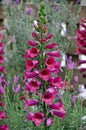 Pink foxglove flowers Royalty Free Stock Photo