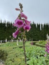Pink foxglove flowers are blooming in the garden. Royalty Free Stock Photo